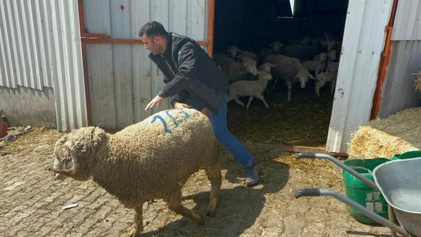 Balıkesir'de 1 milyon 110 bin TL'ye koç! Bursa, Konya ve Eskişehir'den almak için sıraya girdiler
