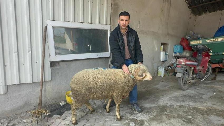 Balıkesir'de 1 milyon 110 bin TL'ye koç! Bursa, Konya ve Eskişehir'den almak için sıraya girdiler