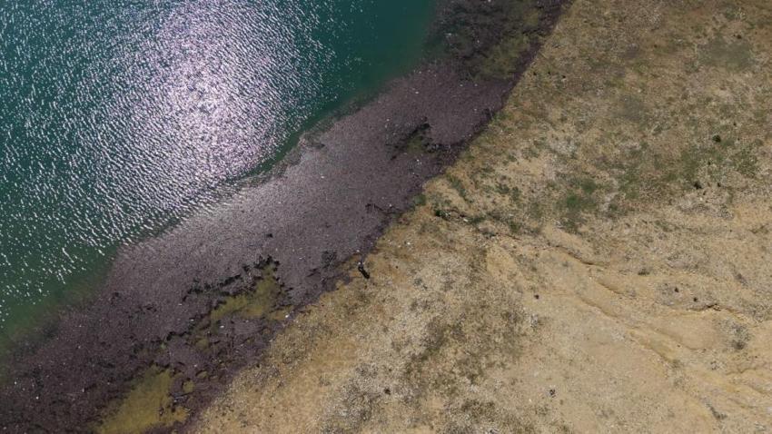 Aşırı yağışlar narenciyeyi vurdu: Baraj doldu ama bahçelerde mesai başladı