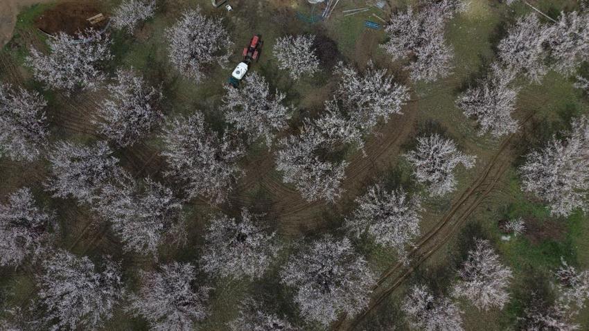 Geçen yıl zirai dondan etkilenmişti! Malatya'da kayısı ağaçları çiçek açmaya başladı, üretici umutlu
