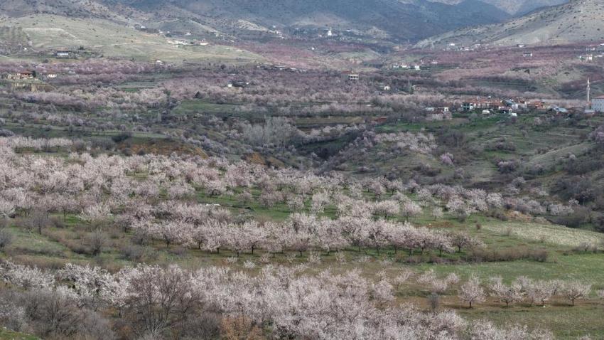 Geçen yıl zirai dondan etkilenmişti! Malatya'da kayısı ağaçları çiçek açmaya başladı, üretici umutlu