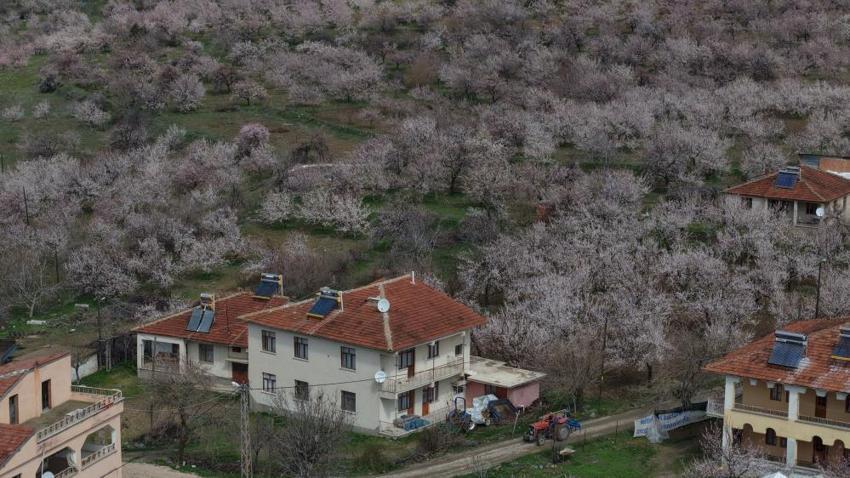 Geçen yıl zirai dondan etkilenmişti! Malatya'da kayısı ağaçları çiçek açmaya başladı, üretici umutlu