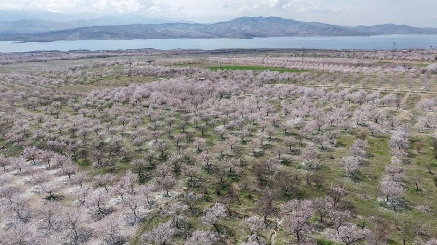 Geçen yıl zirai dondan etkilenmişti! Malatya'da kayısı ağaçları çiçek açmaya başladı, üretici umutlu