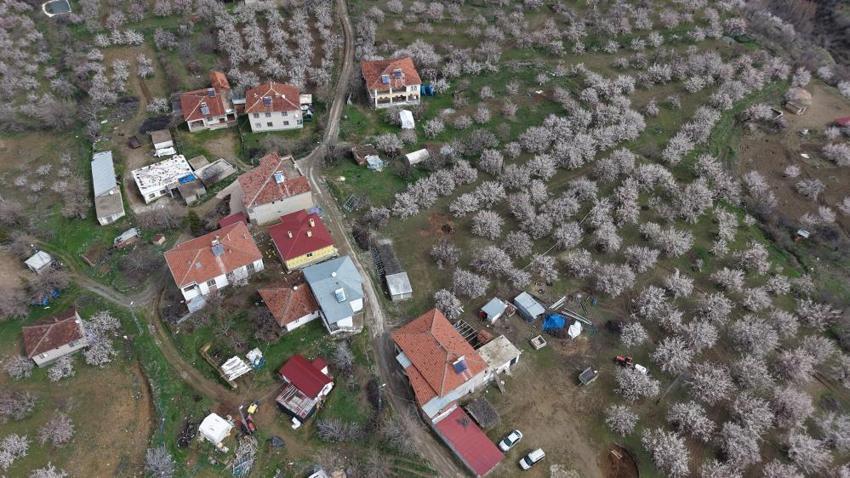 Geçen yıl zirai dondan etkilenmişti! Malatya'da kayısı ağaçları çiçek açmaya başladı, üretici umutlu
