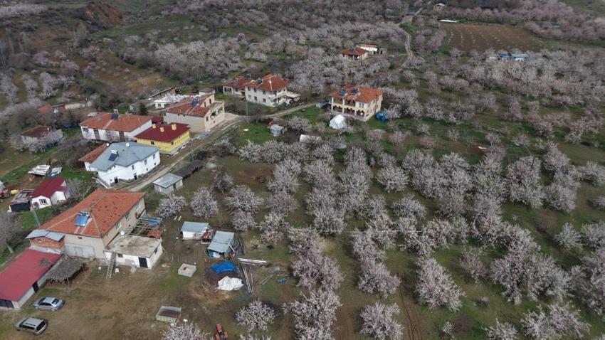 Geçen yıl zirai dondan etkilenmişti! Malatya'da kayısı ağaçları çiçek açmaya başladı, üretici umutlu