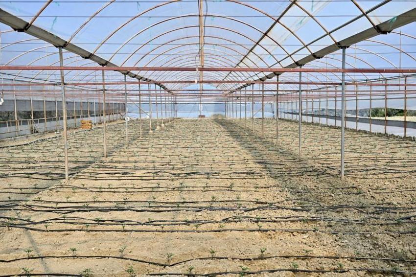 Manisa'da çiftçiye büyük müjde! Tam 73 bin adet dağıtıldı