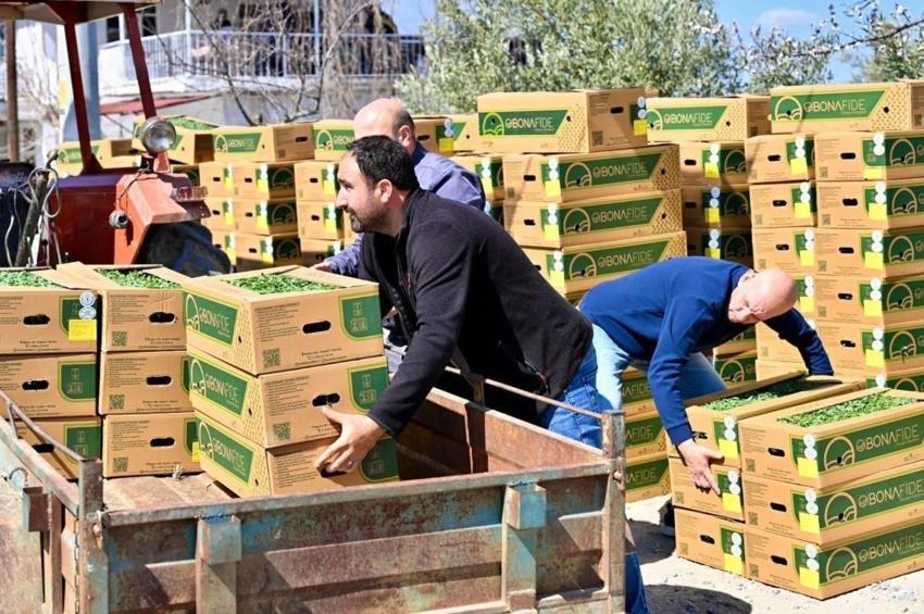 Manisa'da çiftçiye büyük müjde! Tam 73 bin adet dağıtıldı