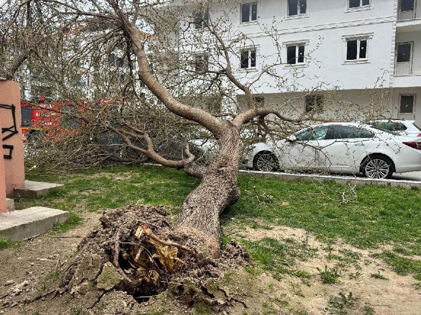 Denizli’de şiddetli rüzgar çatılaı uçurdu, ağaçları ve araçları devirdi, insanlar yürüyemedi