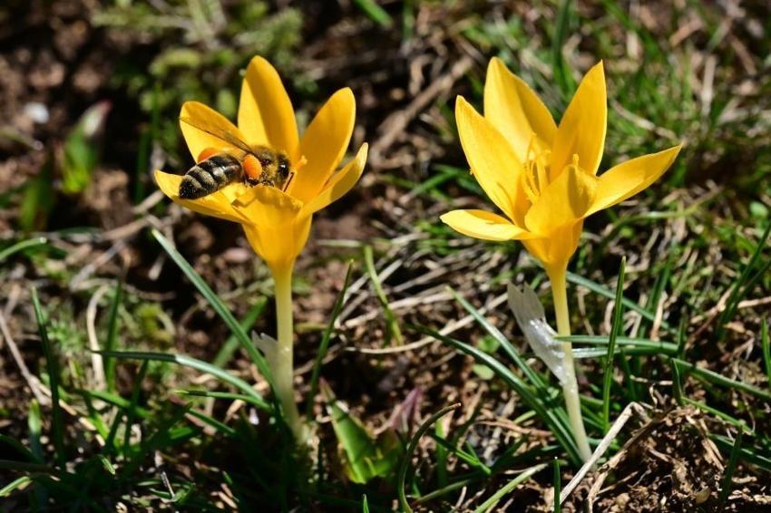 Gümüşhane'de şehir merkezine 10 km'de görüldü!