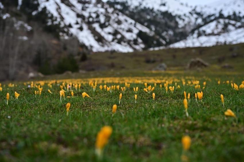 Gümüşhane'de şehir merkezine 10 km'de görüldü!