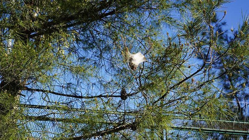 Ormanlardaki sessiz tehlike Antalya'da ortaya çıktı: 'İnsanlarda alerjik reaksiyonlar ortaya çıkabilir'