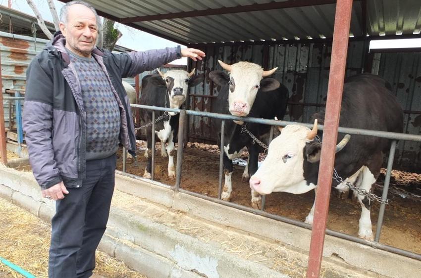 Kurbanlık fiyatları belli oldu: Balıkesir'de görücüye çıktı!