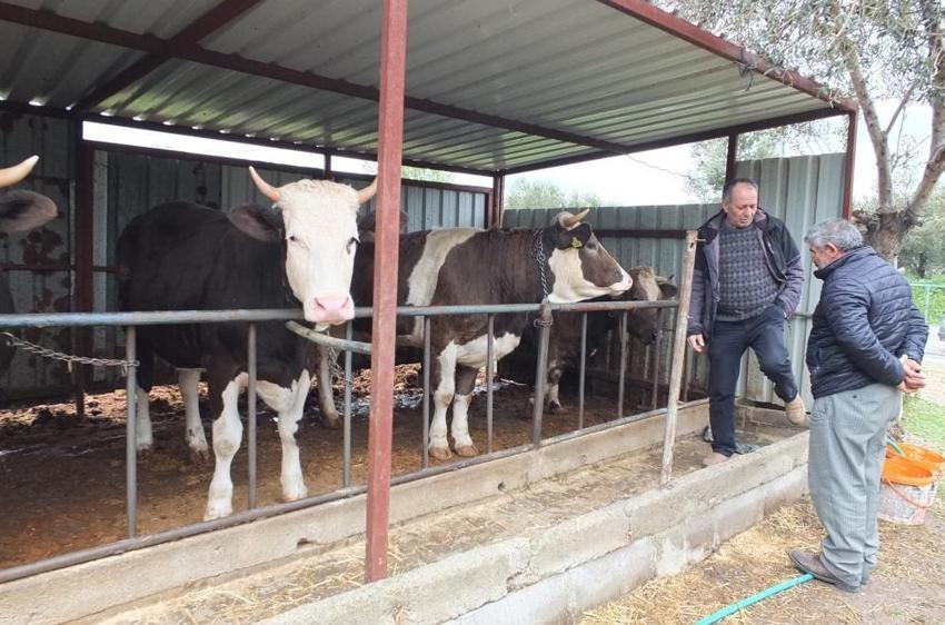 Kurbanlık fiyatları belli oldu: Balıkesir'de görücüye çıktı!