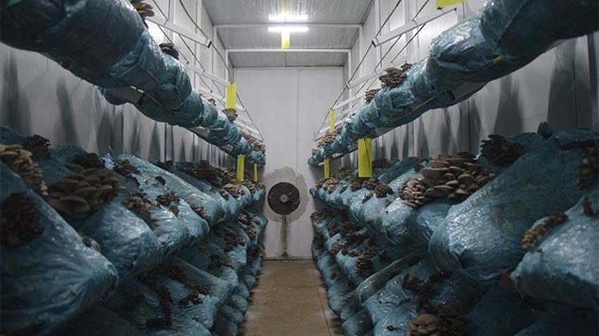 Herkesin hayalini kurduğu mesleği tek kalemde bıraktı, hobisini işi yaptı! Günde 1 ton üretim yapıyor