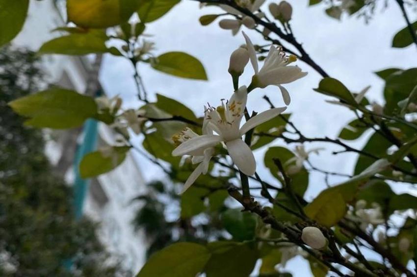 Antalya sokaklarında kokusu huzur veriyor! Doğal parfüm mest ediyor