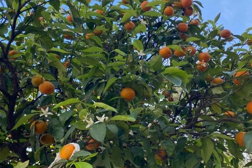 Antalya sokaklarında kokusu huzur veriyor! Doğal parfüm mest ediyor