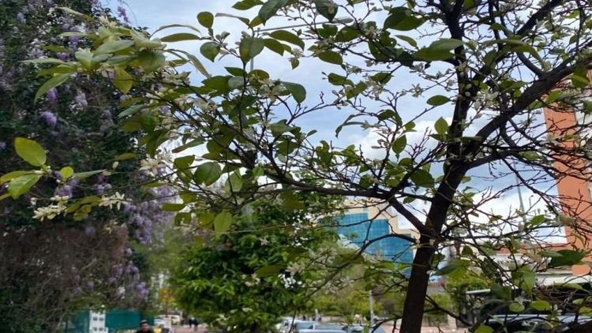 Antalya sokaklarında kokusu huzur veriyor! Doğal parfüm mest ediyor