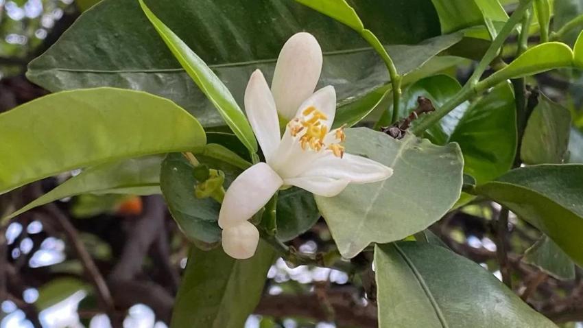 Antalya sokaklarında kokusu huzur veriyor! Doğal parfüm mest ediyor