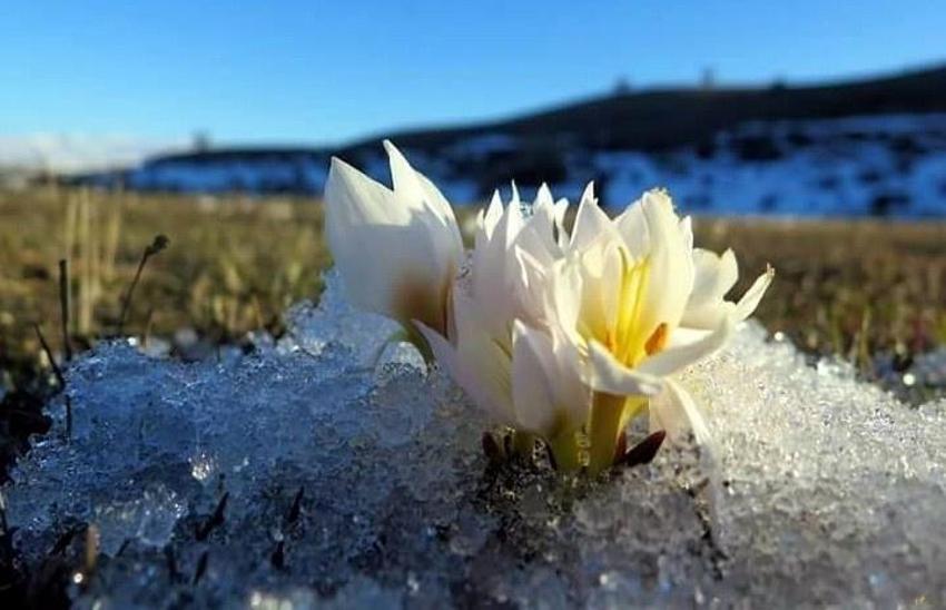 Baharın müjdesi Erzincan'da görüldü! Dağların eteğinde çıktı