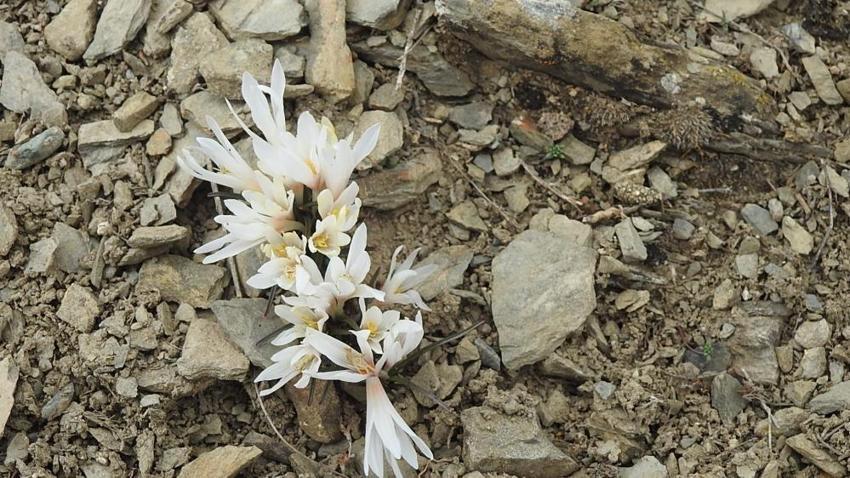 Baharın müjdesi Erzincan'da görüldü! Dağların eteğinde çıktı