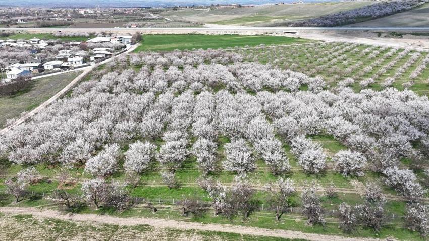 Malatya kayısısında yeni sezon heyecanı: 10 milyon ağaç çiçek açtı ama üretici tedirgin
