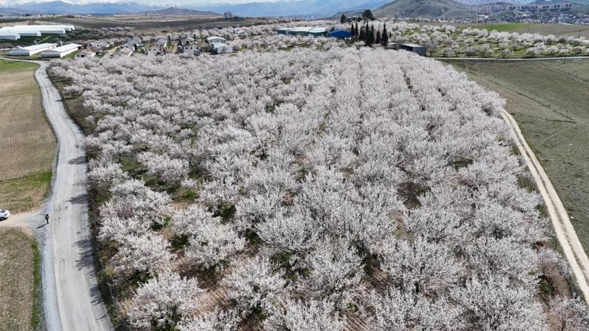 Malatya kayısısında yeni sezon heyecanı: 10 milyon ağaç çiçek açtı ama üretici tedirgin