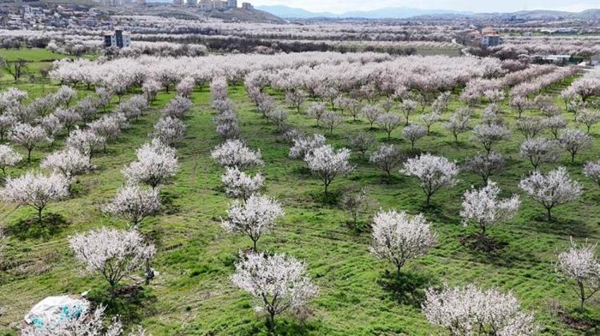 Malatya kayısısında yeni sezon heyecanı: 10 milyon ağaç çiçek açtı ama üretici tedirgin