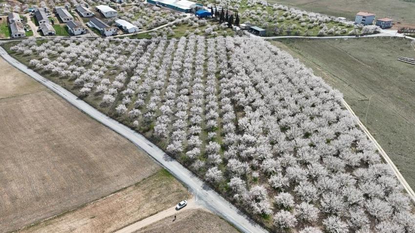 Malatya kayısısında yeni sezon heyecanı: 10 milyon ağaç çiçek açtı ama üretici tedirgin