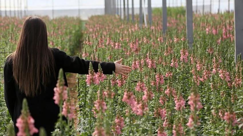 Antalya'da ilk kez üretildi, talebe yetişilemiyor! Avrupa bu çiçeğin peşinde