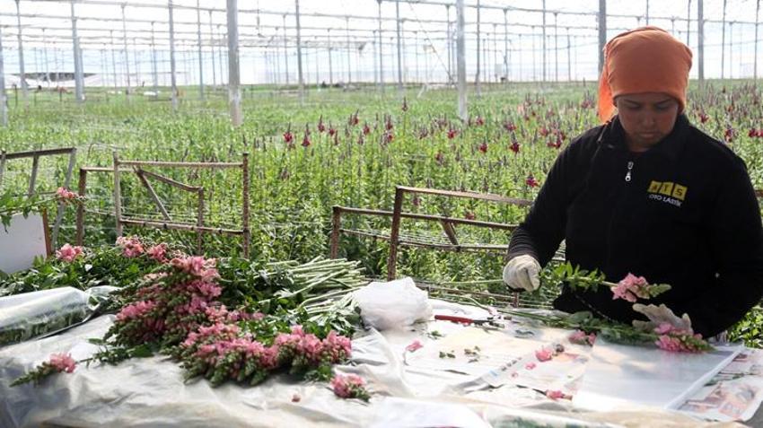 Antalya'da ilk kez üretildi, talebe yetişilemiyor! Avrupa bu çiçeğin peşinde
