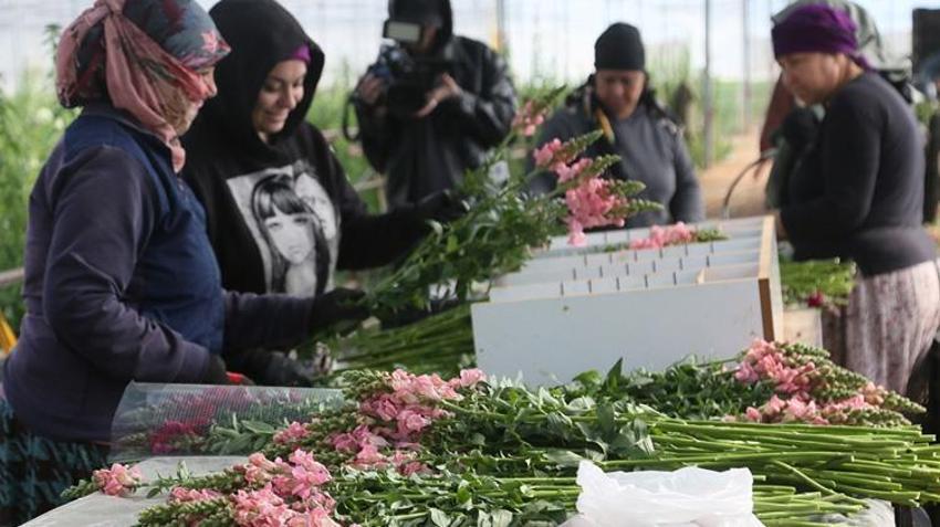 Antalya'da ilk kez üretildi, talebe yetişilemiyor! Avrupa bu çiçeğin peşinde
