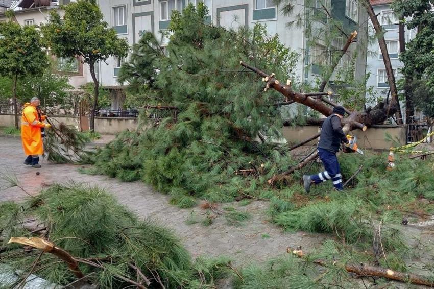 Aydın'da fırtına ağaçları devirdi! Araçlar zarar gördü