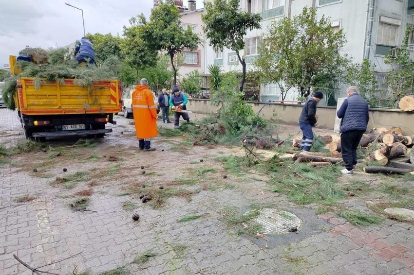 Aydın'da fırtına ağaçları devirdi! Araçlar zarar gördü