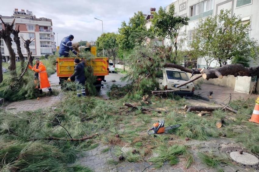 Aydın'da fırtına ağaçları devirdi! Araçlar zarar gördü