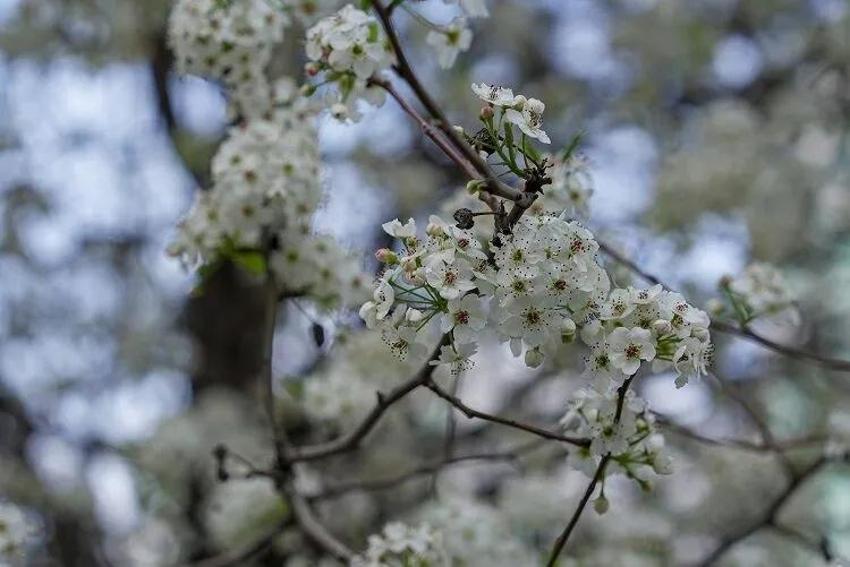 Diyarbakır'ın yeni simgesi belli oldu! Şehri süslemeye başladı