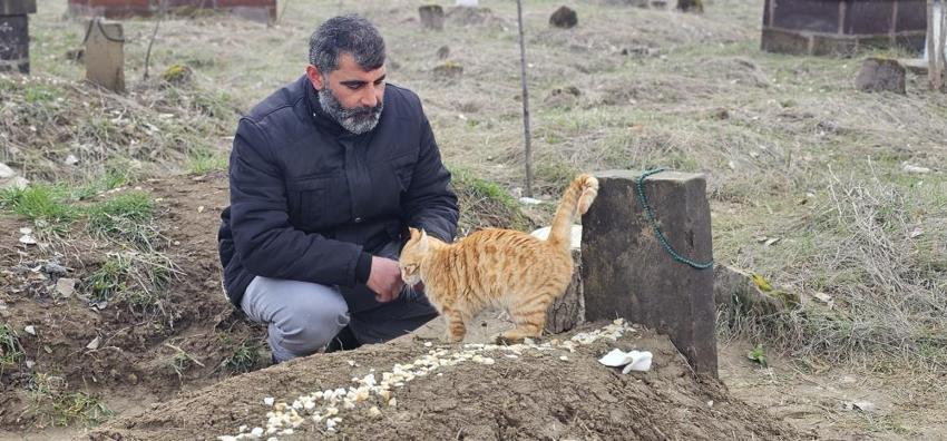 Mezarından bir an olsun ayrılmıyorlar! Kedilerden sahibine duygulandıran vefa
