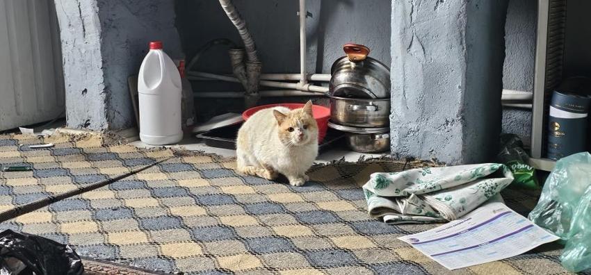 Mezarından bir an olsun ayrılmıyorlar! Kedilerden sahibine duygulandıran vefa