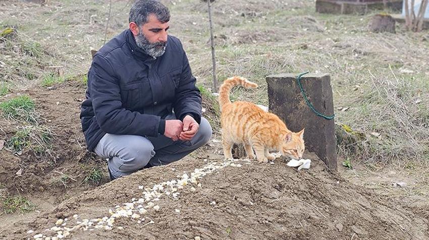 Mezarından bir an olsun ayrılmıyorlar! Kedilerden sahibine duygulandıran vefa