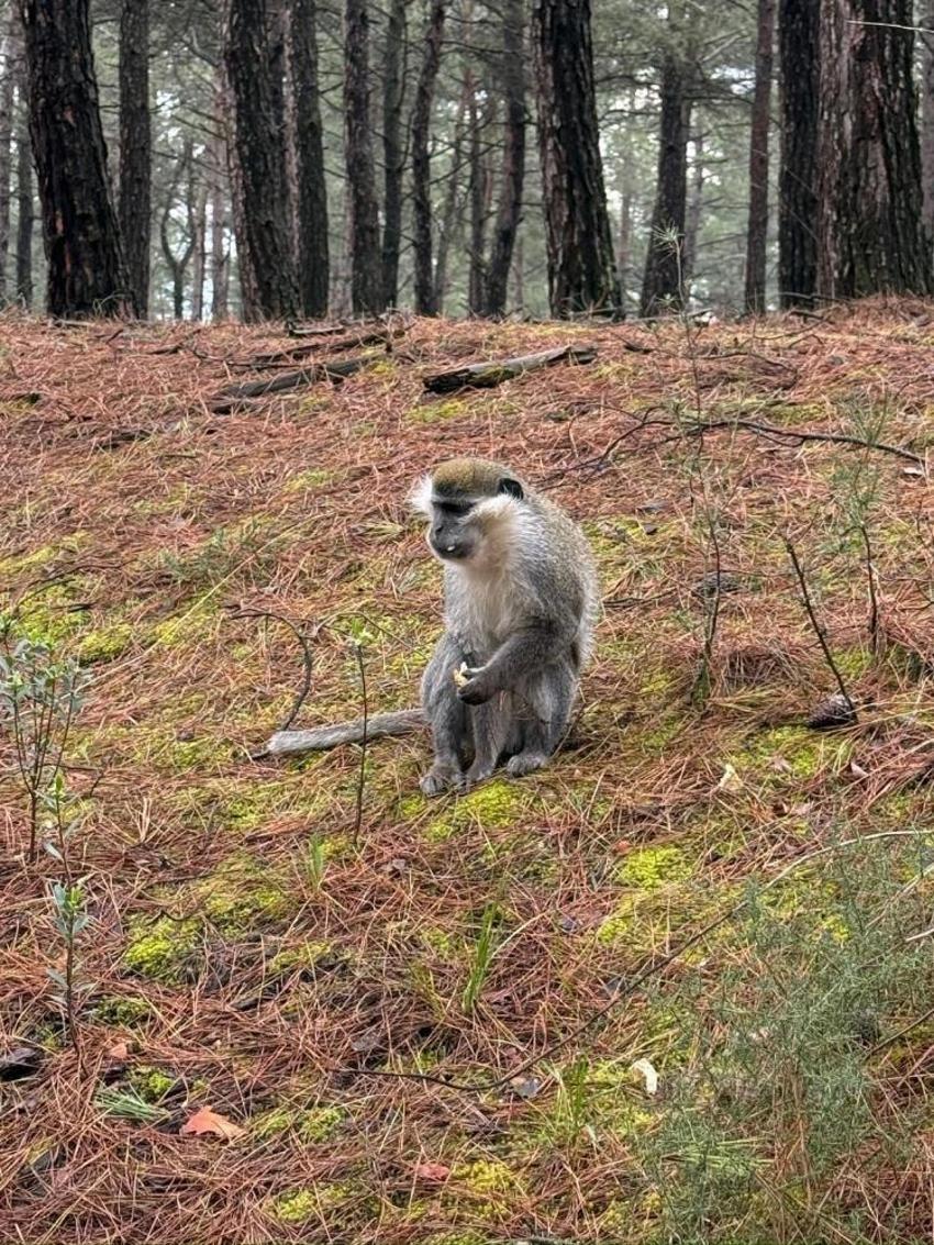 Denizli'de mantar ararken karşılaştı: Ekipler gelene kadar oynadı
