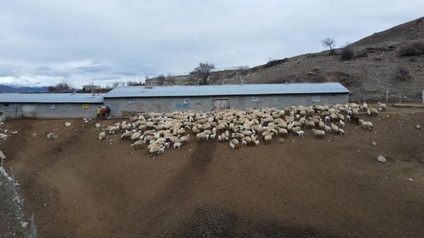 Erzincan'da kuzu katımı başladı! Drone ile havadan görüntülendi
