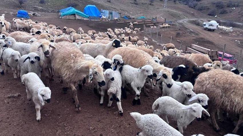 Erzincan'da kuzu katımı başladı! Drone ile havadan görüntülendi