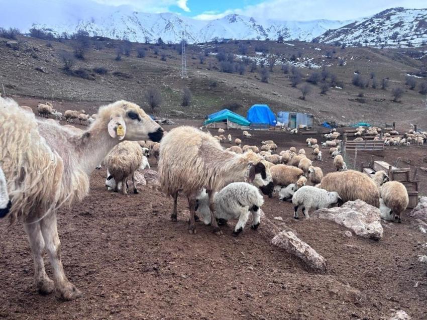 Erzincan'da kuzu katımı başladı! Drone ile havadan görüntülendi