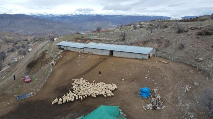 Erzincan'da kuzu katımı başladı! Drone ile havadan görüntülendi