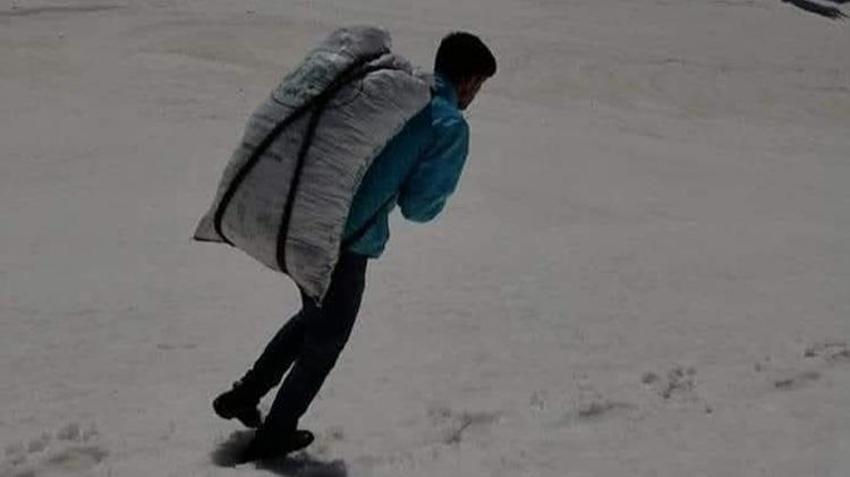 Sadece kayalıklarda yetişiyor! Gören çuval çuval topluyor: Kilosu 300 TL ama toplaması cesaret istiyor