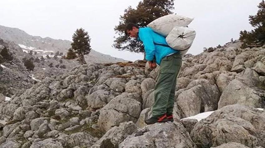Sadece kayalıklarda yetişiyor! Gören çuval çuval topluyor: Kilosu 300 TL ama toplaması cesaret istiyor