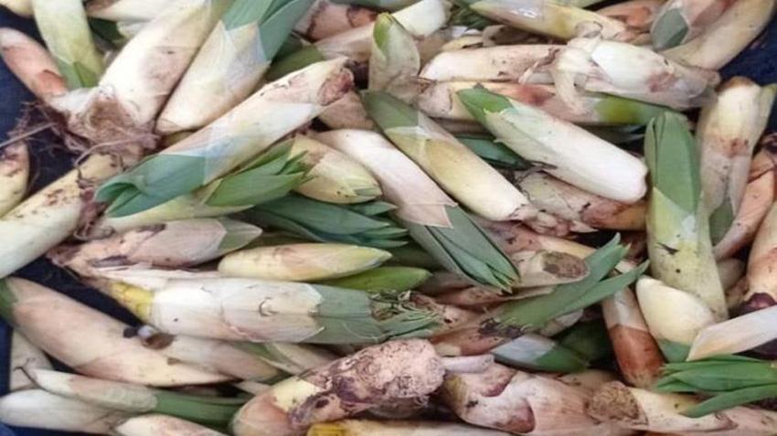 Sadece kayalıklarda yetişiyor! Gören çuval çuval topluyor: Kilosu 300 TL ama toplaması cesaret istiyor
