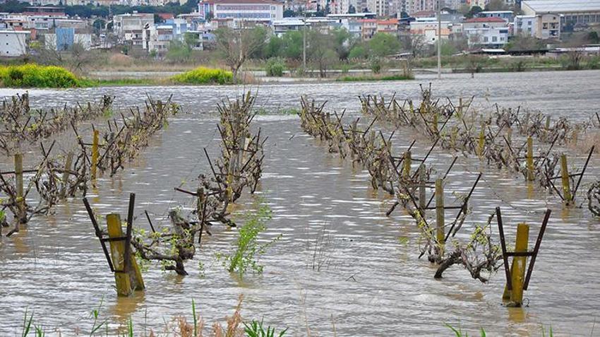 Manisa'da üzüm bağlar ikinci kez sular altında: Kök çürümesi tehlikesine karşı üretici diken üstünde!