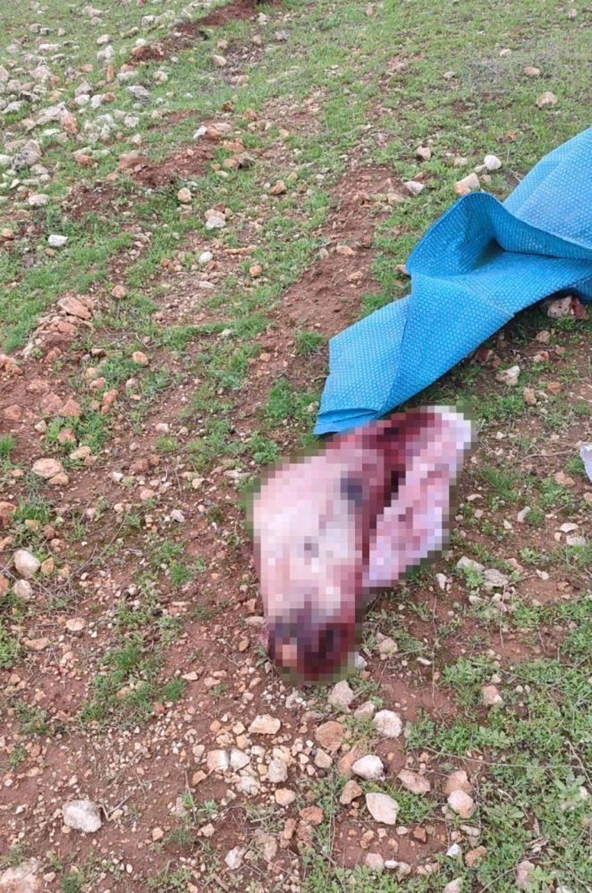 Şanlıurfa'da mide bulandıran görüntü: Çuvalın içinden kesilmiş at başı bulundu!