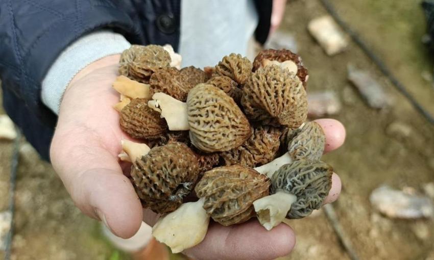 Antalya'da deneme amaçlı ekti: 900 kilo elde etti