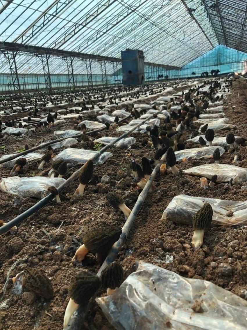 Antalya'da deneme amaçlı ekti: 900 kilo elde etti
